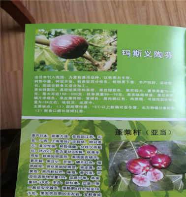 五年巴勞奈無花果苗 基地直供，今年頭條禮品花卉銷售新趨勢